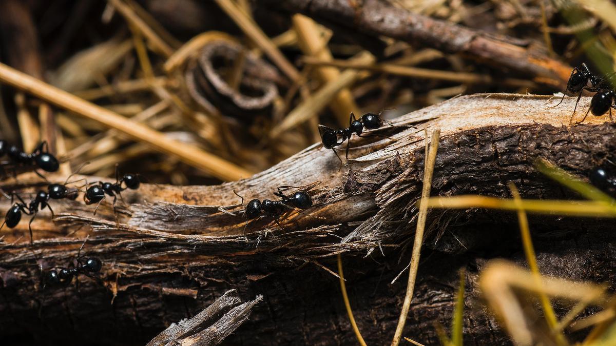 Un grupo de hormigas desfila por una rama
