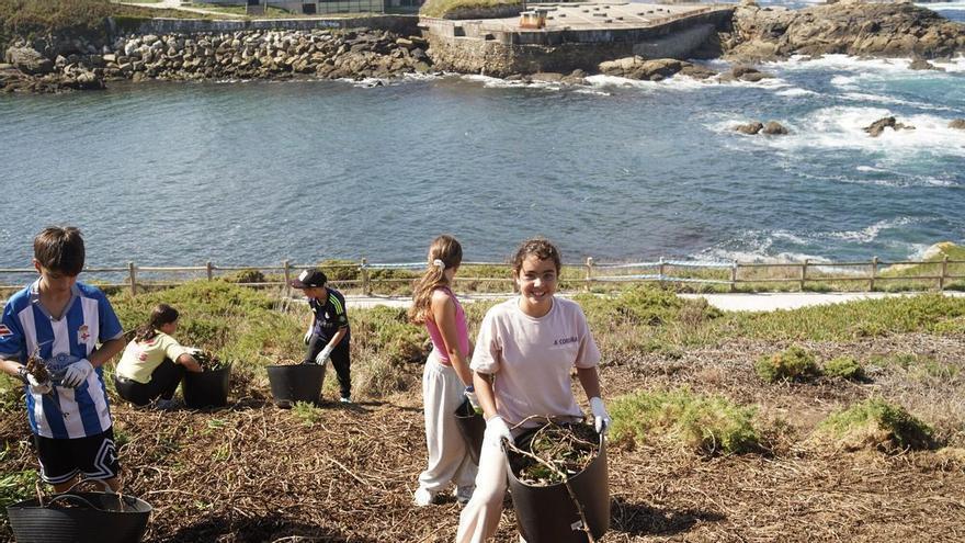 Recuperan el 60% de la superficie del entorno de la Torre de Hércules frente a las plantas invasoras