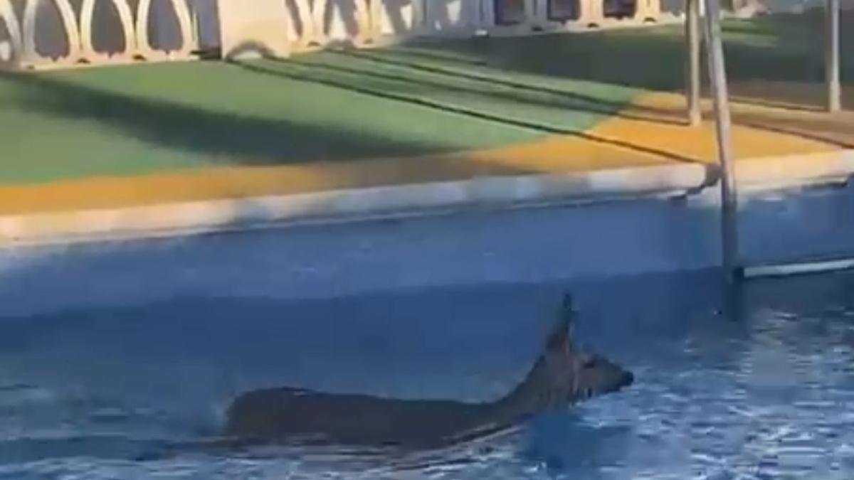 Lo nunca visto en Peñíscola: Un ciervo se baña en una piscina a un kilómetro de la playa