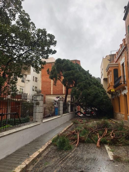Un arbre centenari tombat pel temporal a Portbou