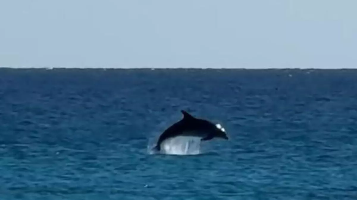 Eine Gruppe Delfine spielt im Meer vor Cala Ratjada