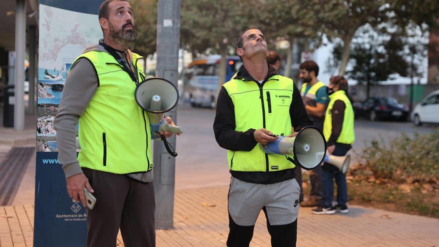 Roses aconsegueix foragitar els estornells del centre urbà i reubicar-los en zones no habitades