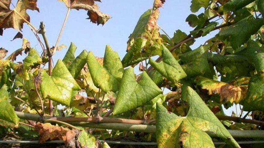 Viñedos de 26 parroquias de ocho concellos más, en jaque con