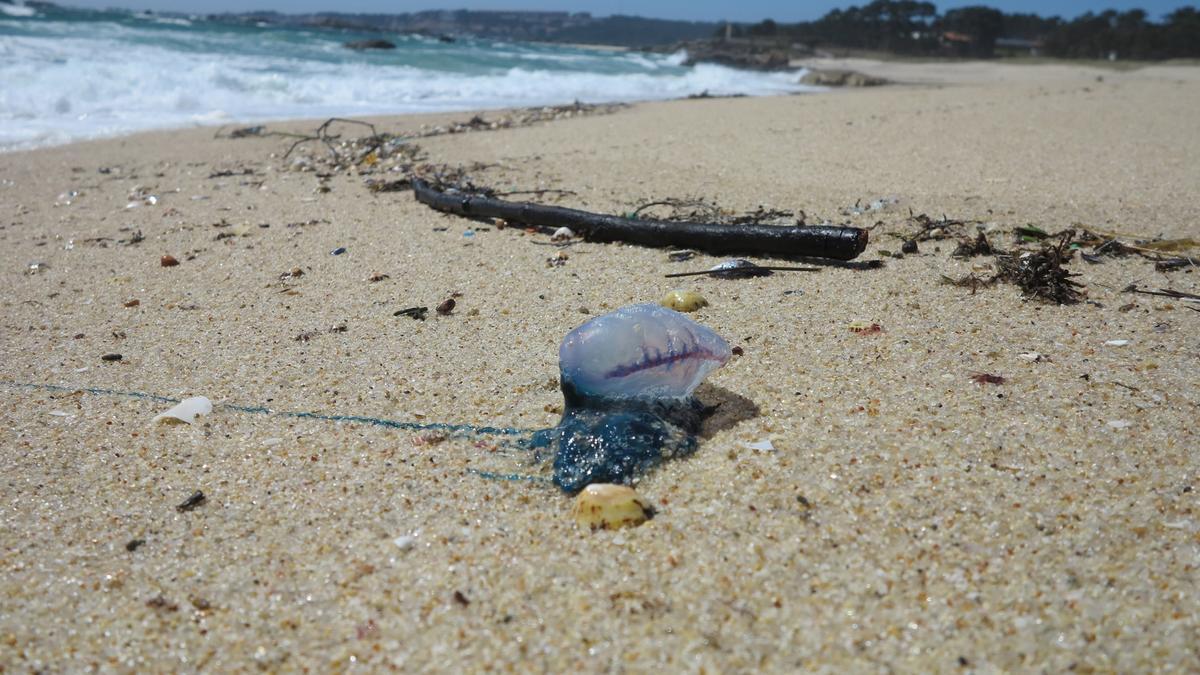 Una carabela portuguesa en O Grove.