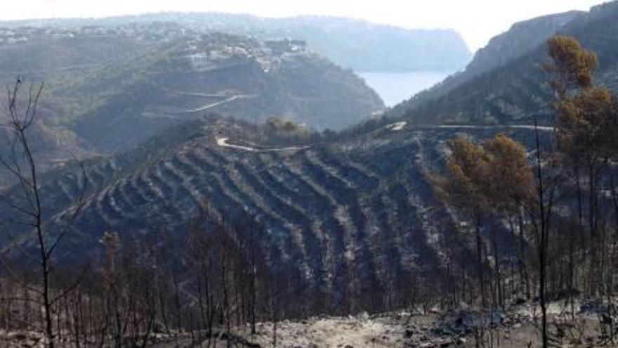 Las áreas arrasadas tardarán tres años en florecer