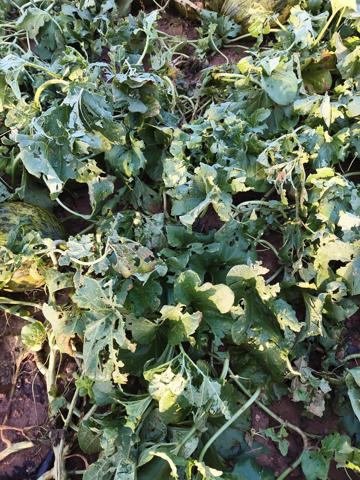 Un campo de melones afectado.