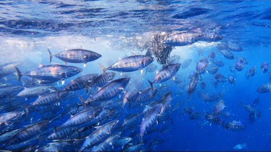 Bonitos y delfines se dan un festín en un cardumen de anchoas