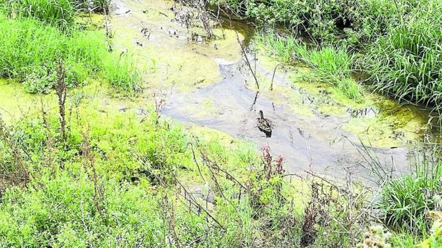 Un ave nada tranquilamente en el cauce de Guadalmedina, junto al Puente de Armiñán