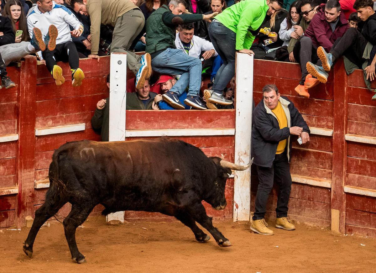 GALERÍA: El martes de Carnaval del Toro en Ciudad Rodrigo se salda con siete intervenciones sanitarias GALERÍA: El martes de Carnaval del Toro en Ciudad Rodrigo se salda con siete intervenciones sanitarias