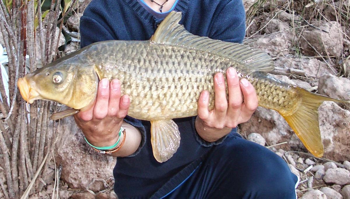 Carpa común, otra especie invasora habitual en España