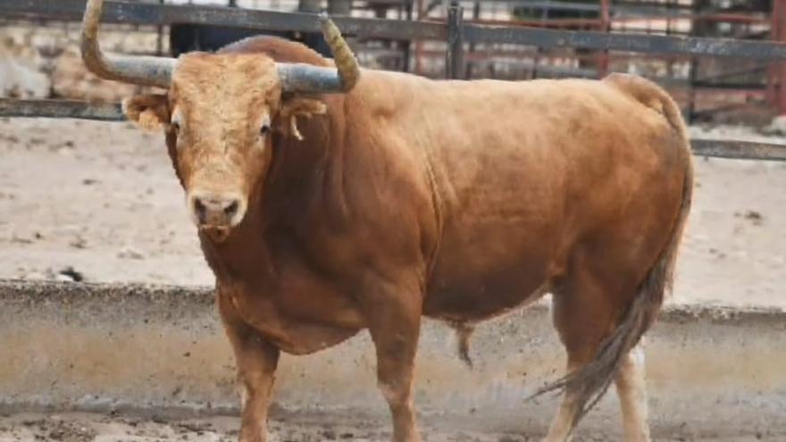 El espectacular toro de Torrestrella que pondrá la guinda a las fiestas de Almassora