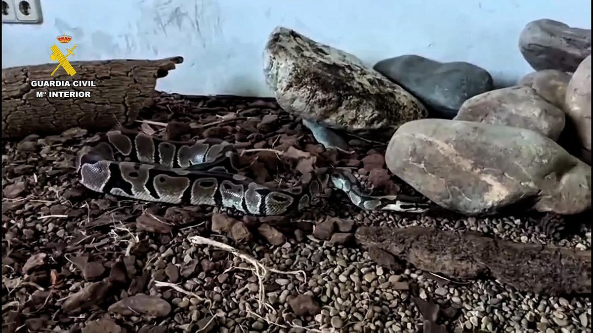 Uno de los ejemplares decomisados por la Guardia Civil tras la investigación realizada.