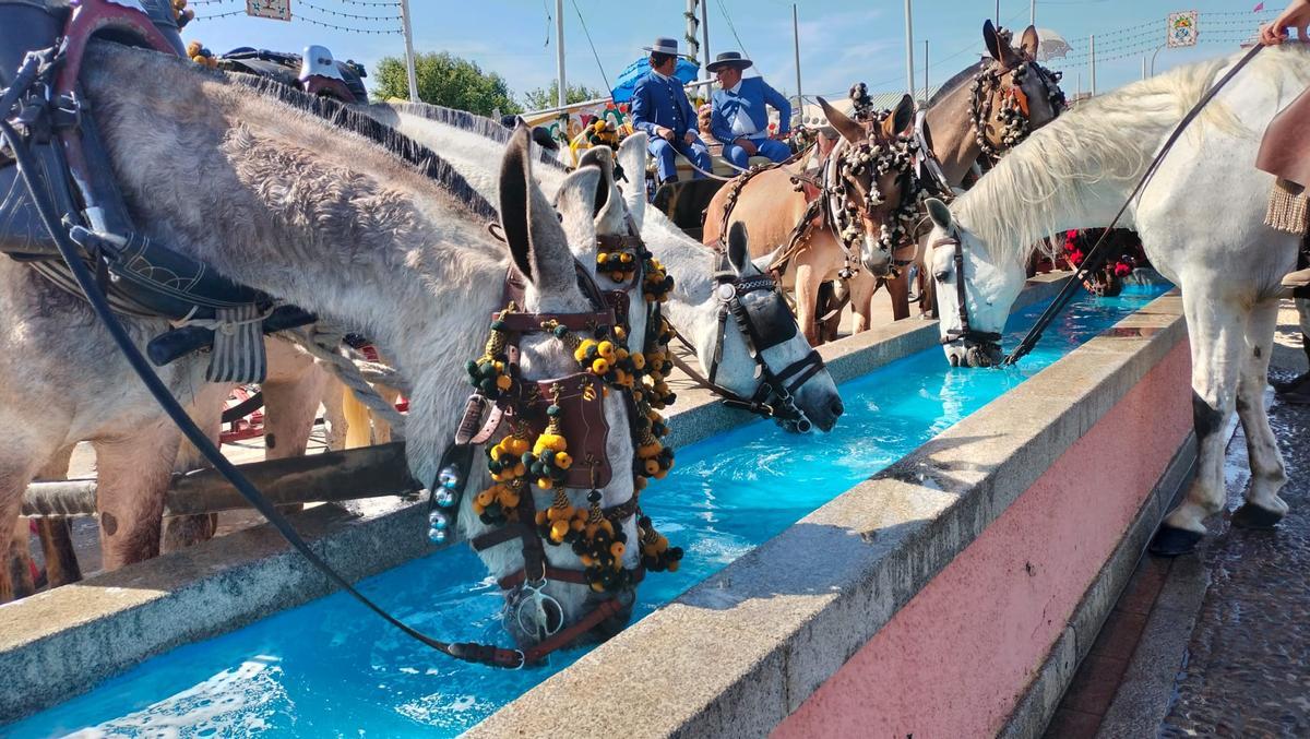 Caballos bebiendo en uno de los abrevaderos en el Real de la Feria de Sevilla