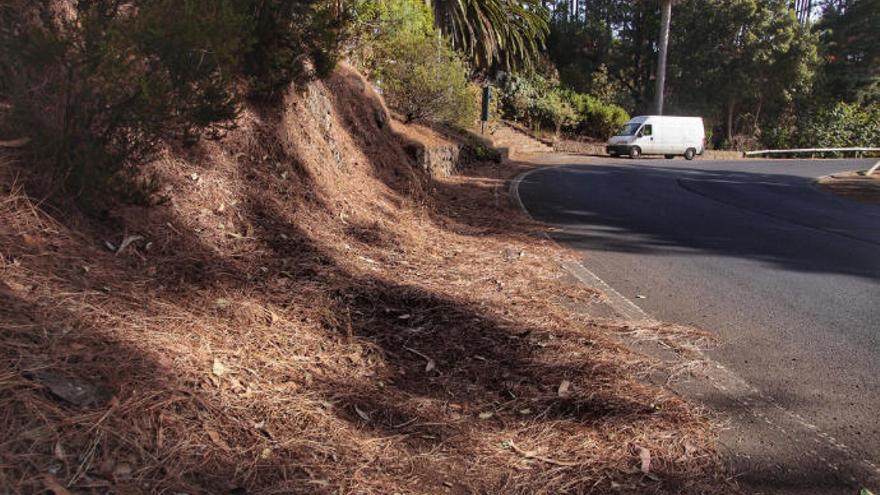 La acumulación de pinocha beneficia al monte y protege el suelo, defiende el Cabildo