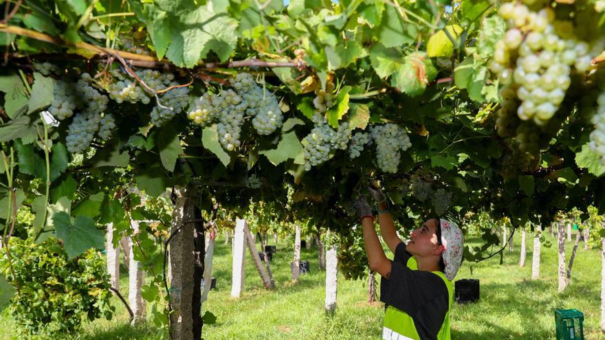 Ochenta jornaleros para 40.000 kilos diarios de uva