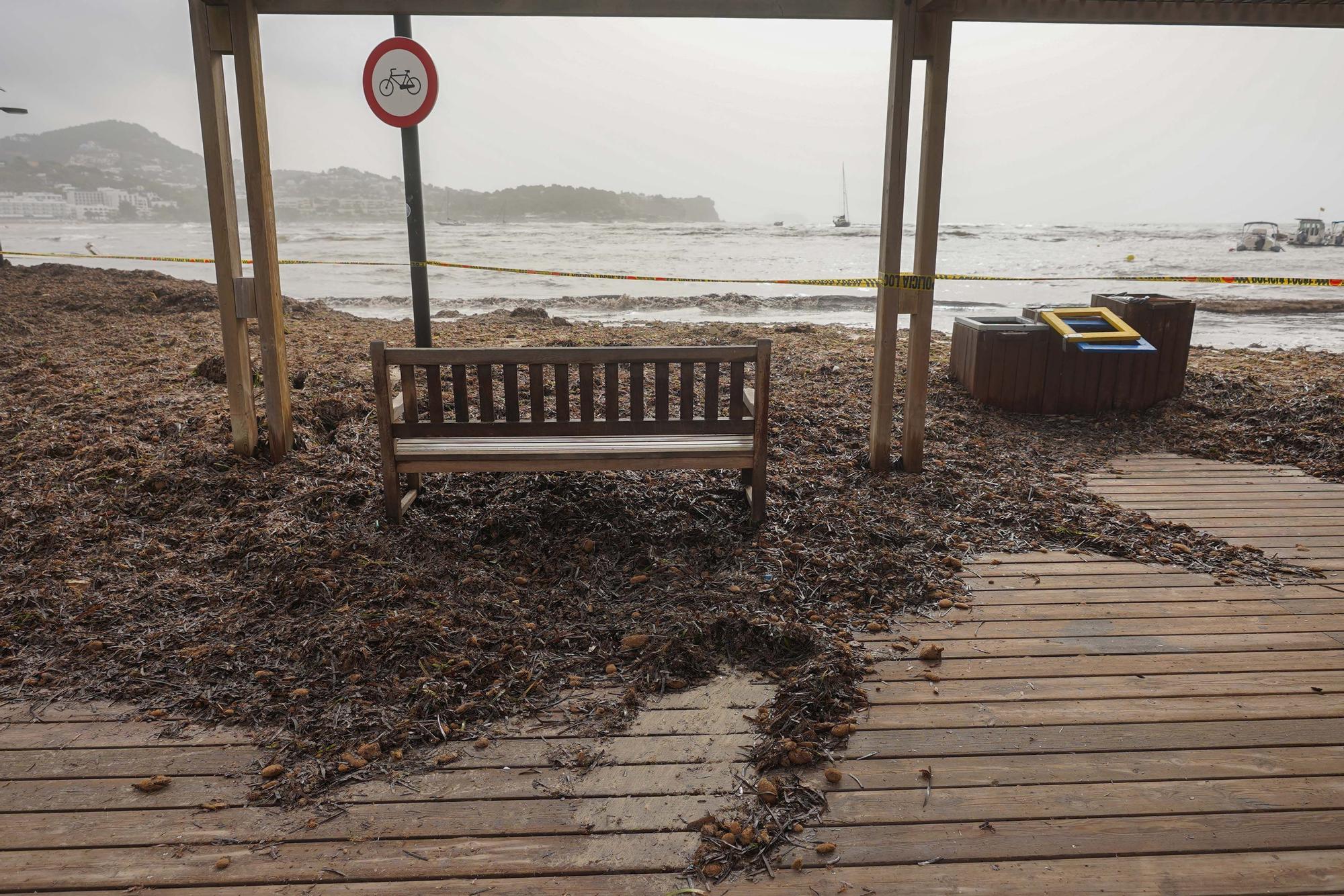 Así ha sido la jornada de limpieza de las playas de Ibiza después del temporal