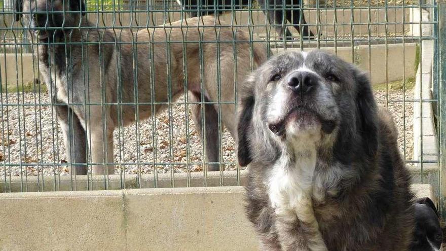 Perros en el centro de acogida de animales de Aramil.