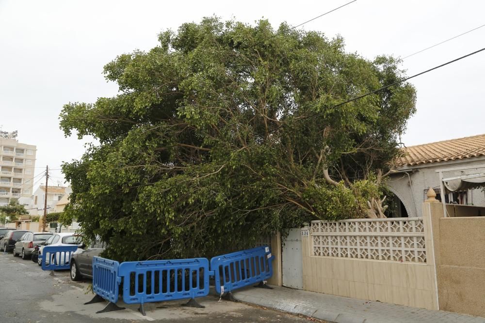 Un árbol de una vivienda particular de Nueva Torrevieja ha caído sobre la calzada