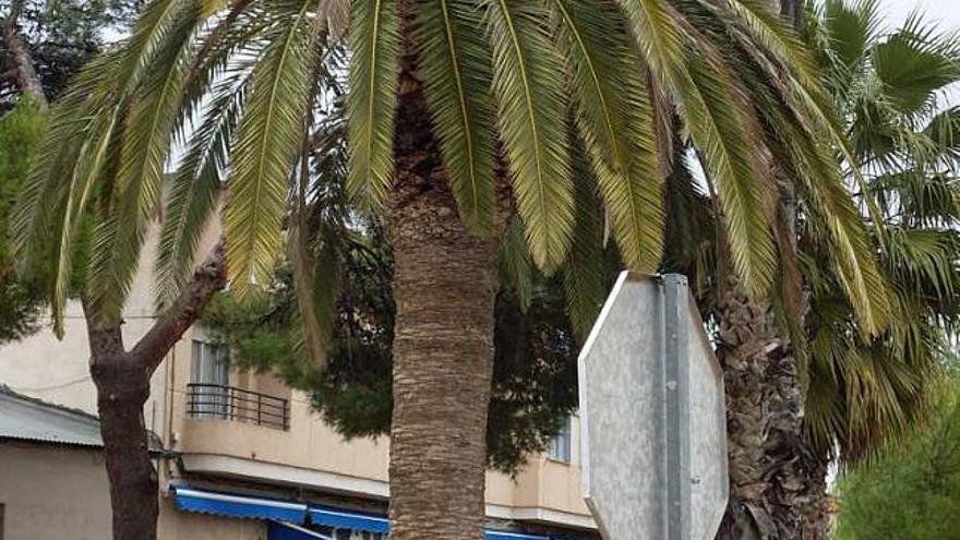 El picudo rojo &quot;invade&quot; numerosas palmeras de plazas y calles de Catral