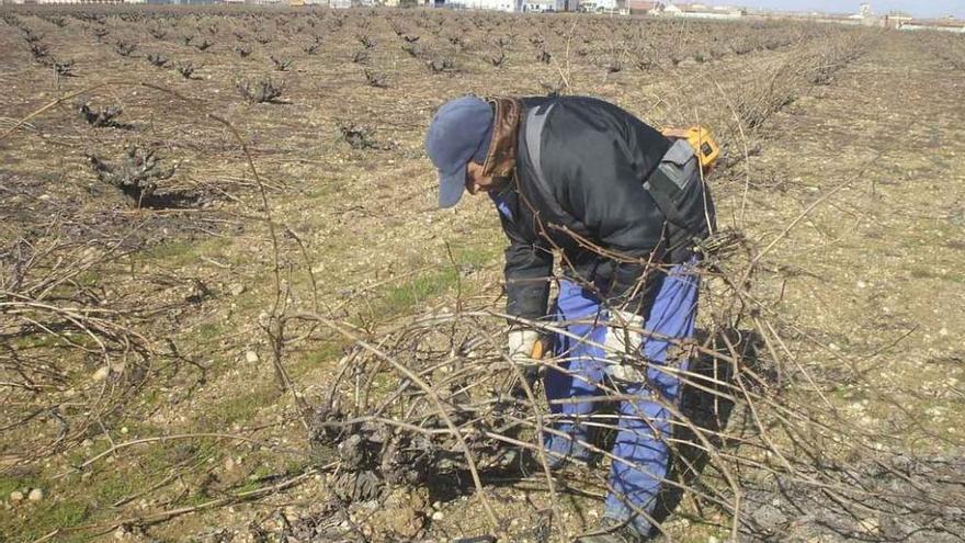 Un viticultor poda sus cepas en una parcela ubicada en el término municipal de Morales.