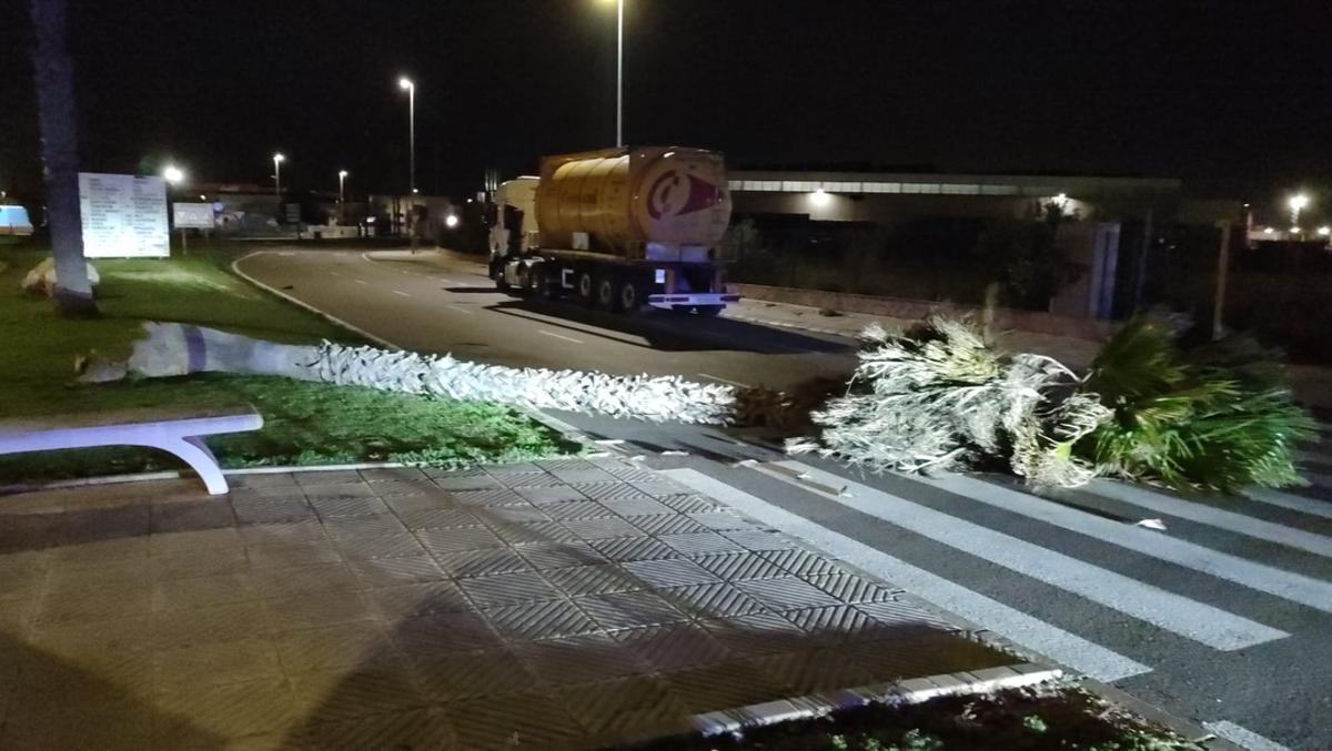 Una palmera derribada por el viento en Almussafes.