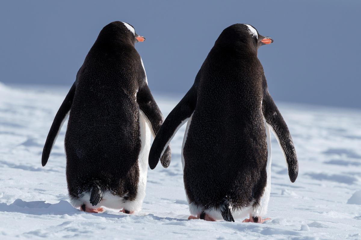 Pingüinos, focas, ballenas, lobos marinos.... la fauna antártica tampoco dejará indiferente.