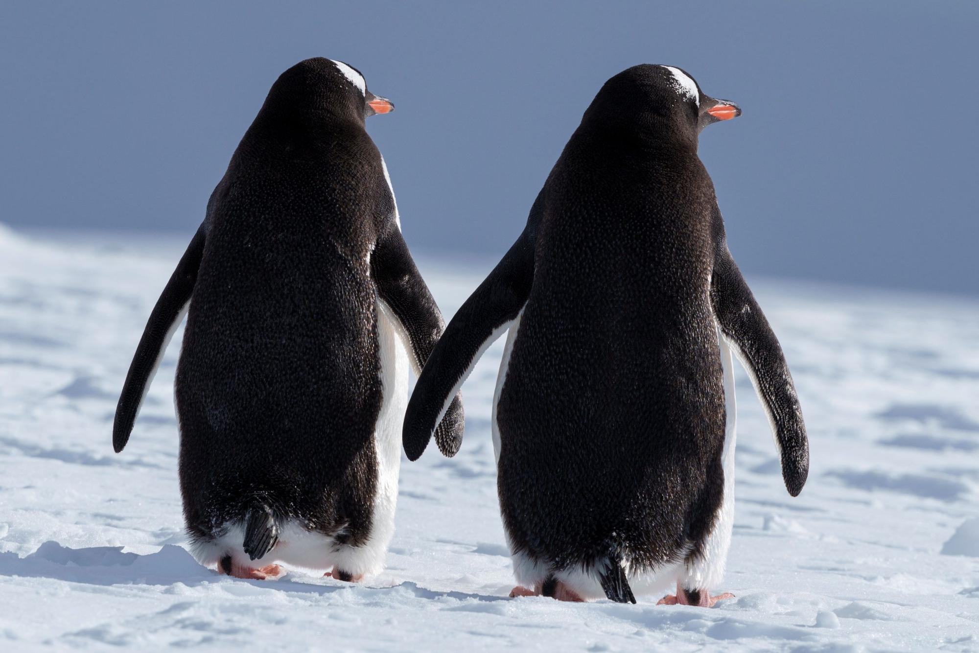 Pingüinos, focas, ballenas, lobos marinos.... la fauna antártica tampoco dejará indiferente.