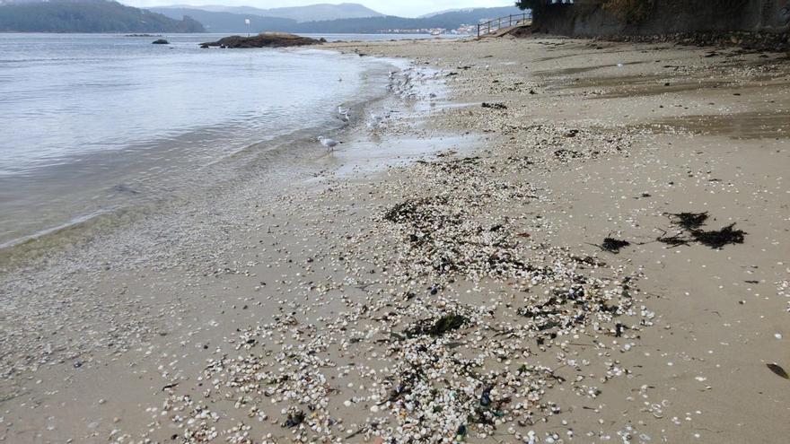 Marisco muerto en la ría de Muros-Noia.