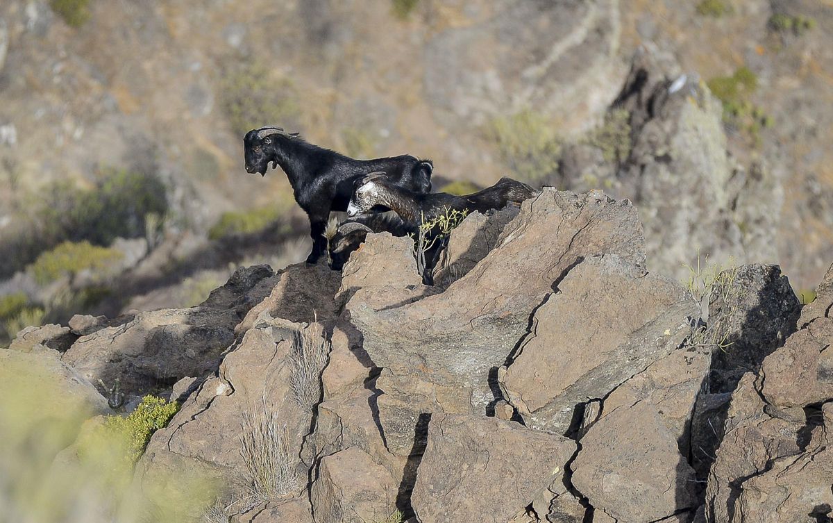 Apañada de cabras en la zona de Güi Güi.