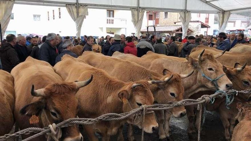 Los tratantes exigen eliminar las limitaciones al movimiento de reses