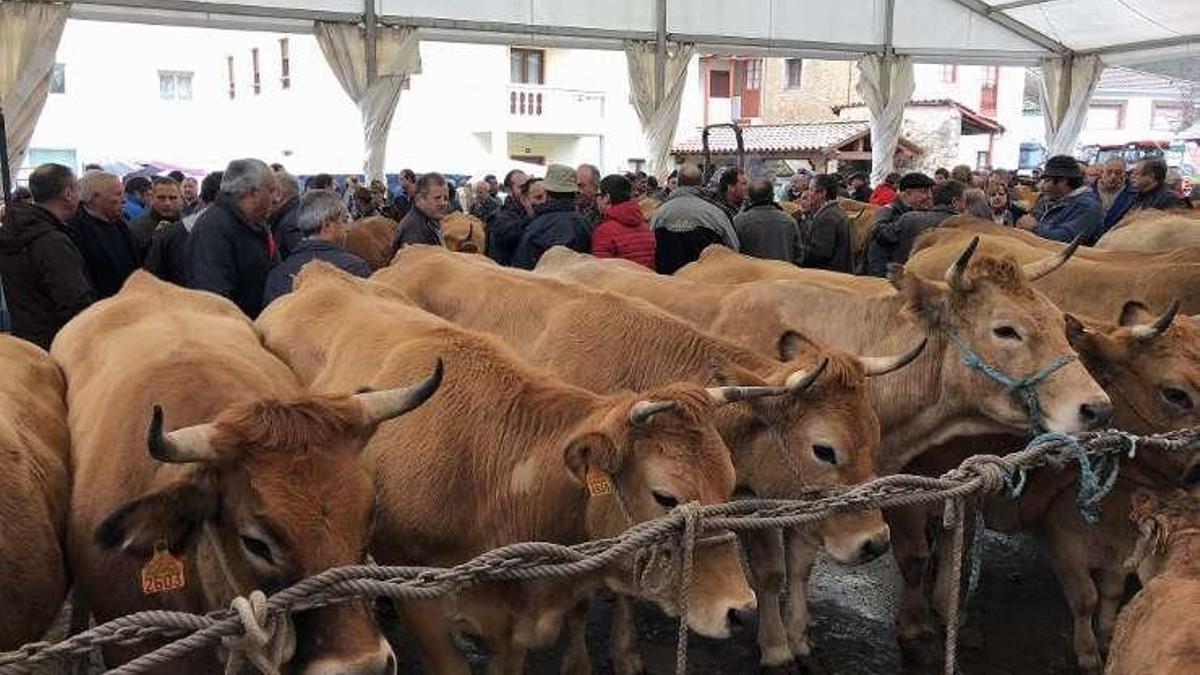 Ganado en la feria de Tuña (Tineo) en una imagen de archivo.
