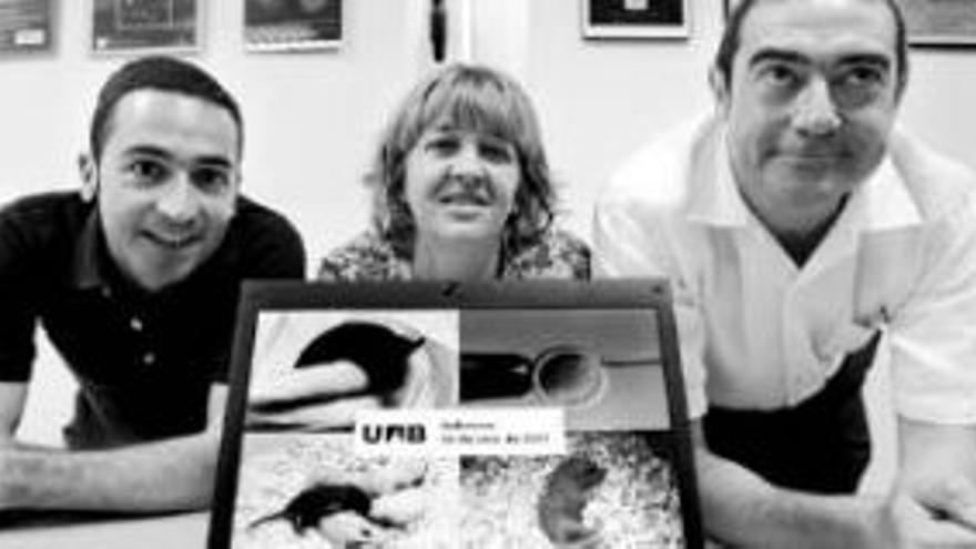 Nacen en la UAB los primeros ratones clonados en España