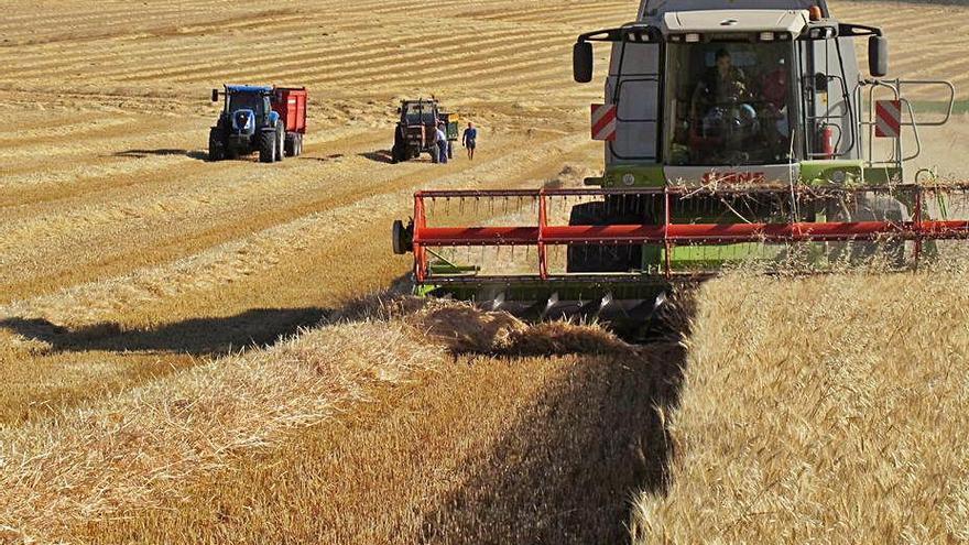 Recogida del cereal en un campo de secano de la región.