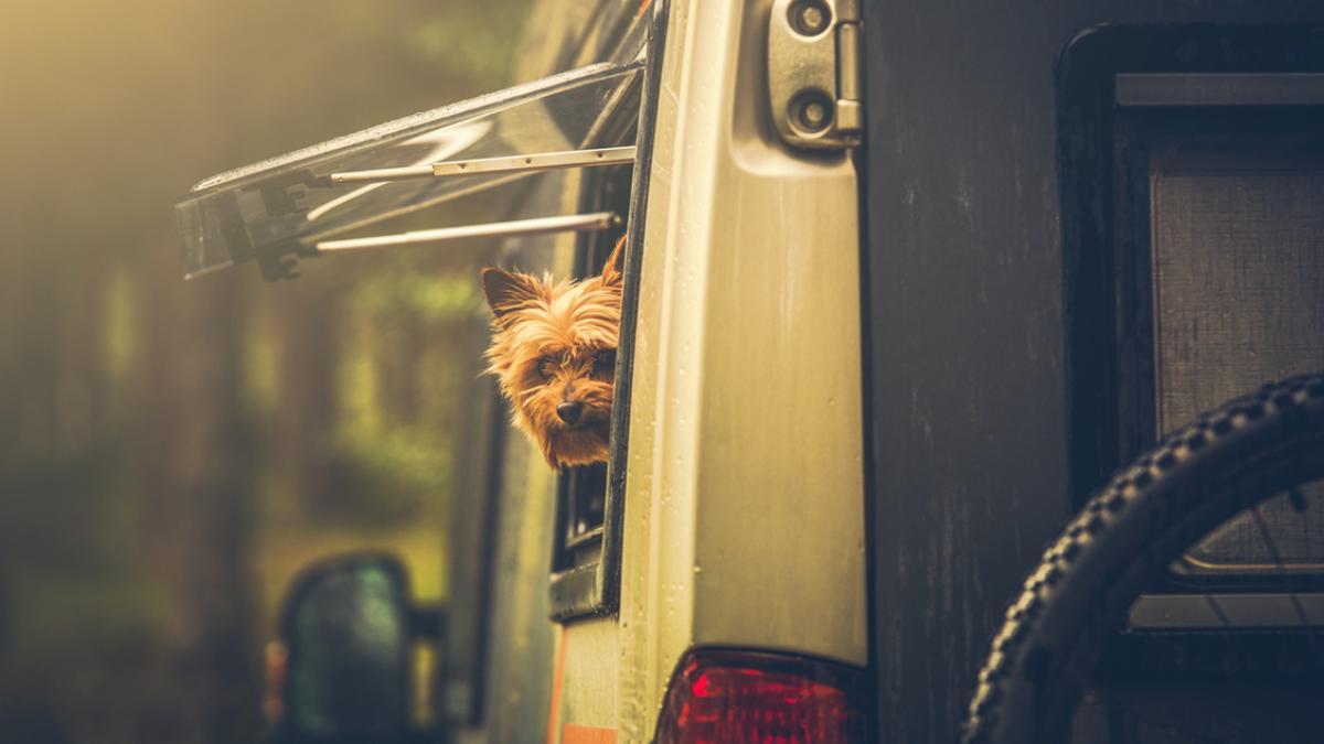 Imagen de archivo de un perro en una autocaravana.