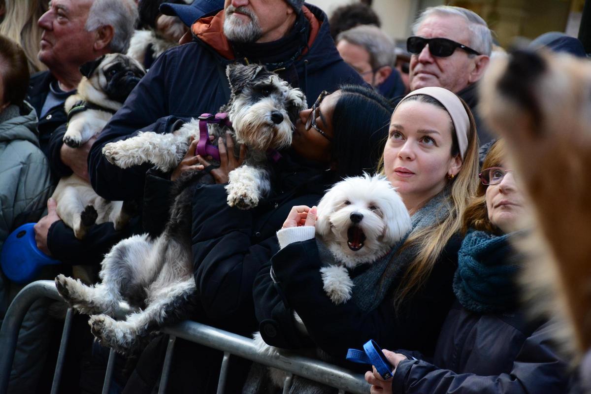 En imágenes | Bendición de los animales por San Antón en la iglesia de San Pablo