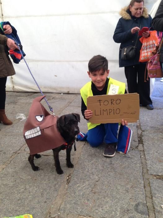 Carnaval en Toro: Concurso de mascotas