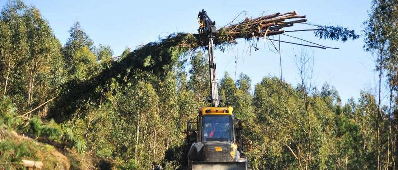 Trabajos de tala de árboles y desbroce en terrenos comunales de Trabanca Sardiñeira. // Iñaki Abella