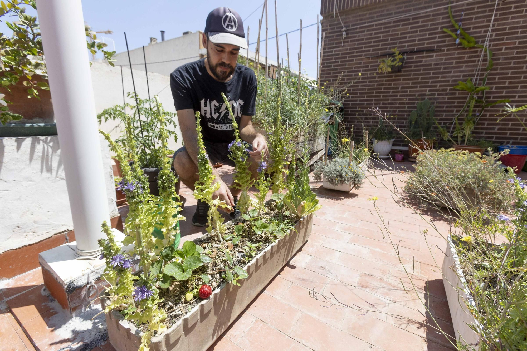 Los huertos en balcones y terrazas son ya una tendencia al alza en la provincia de Alicante