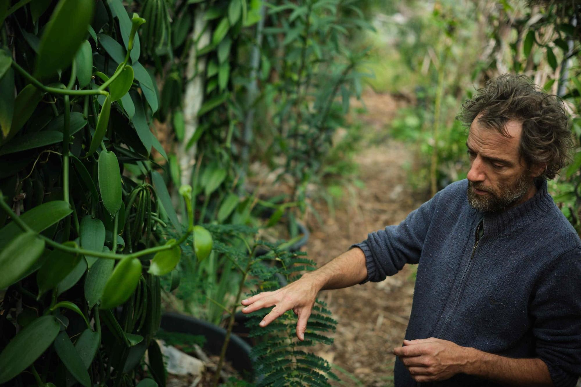 Única finca de vainilla de Tenerife