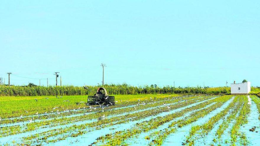 Un camp d’arròs al Delta
de l’Ebre, a Tarragona. |   
SHUTTERSTOCK