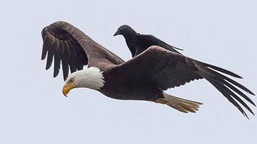Imagen del cuervo sobre el águila.