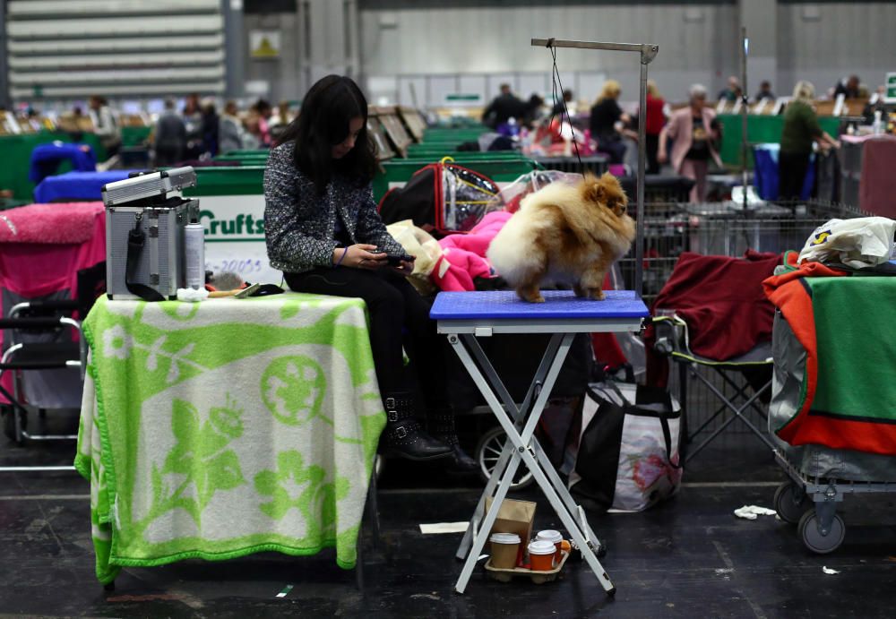 Crufts 2019: L'exhibició de gossos més gran del món