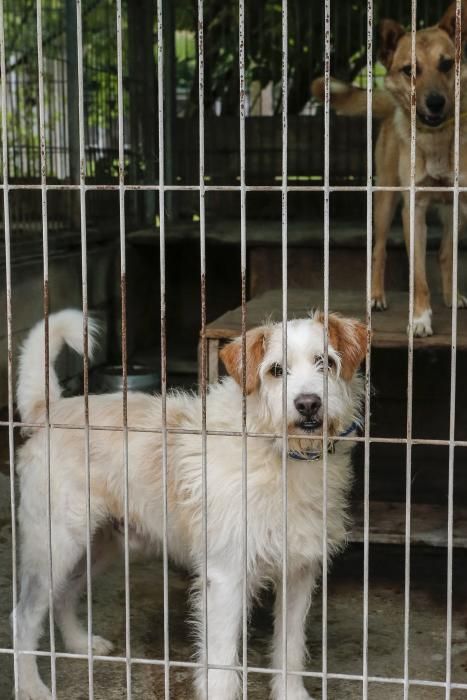 El abandono de perros se dispara por el verano