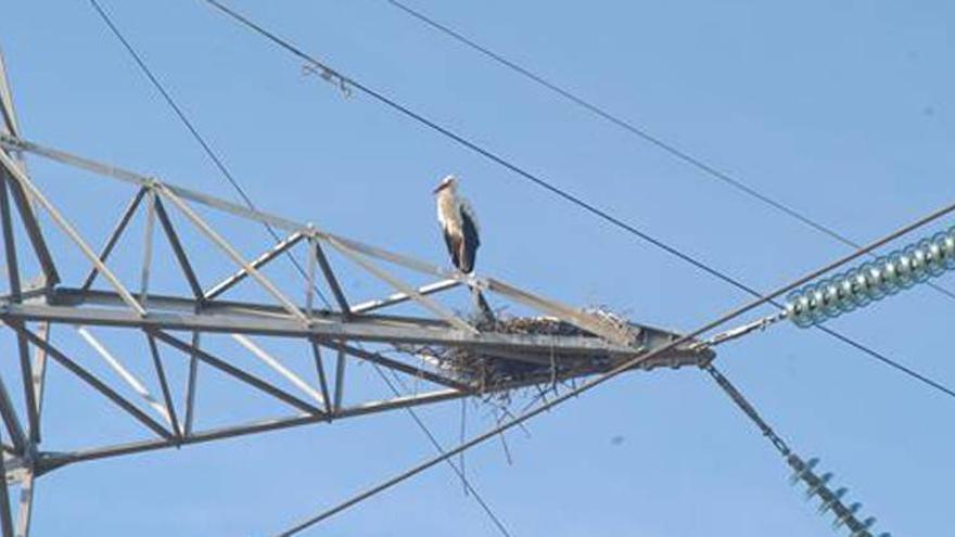 Extremadura, en cartografía de movimientos de aves para evitar las colisiones