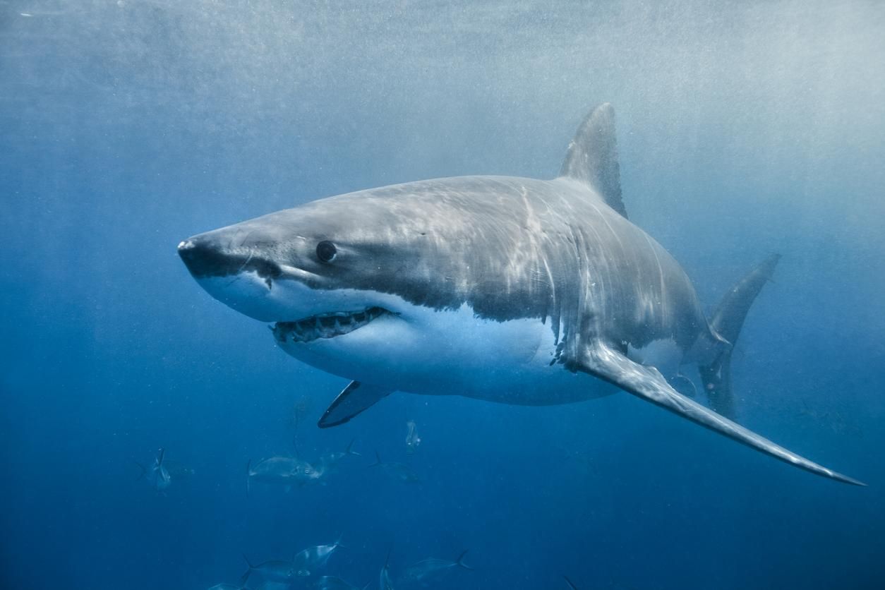 Los tiburones blancos se han avistado en las costas españolas