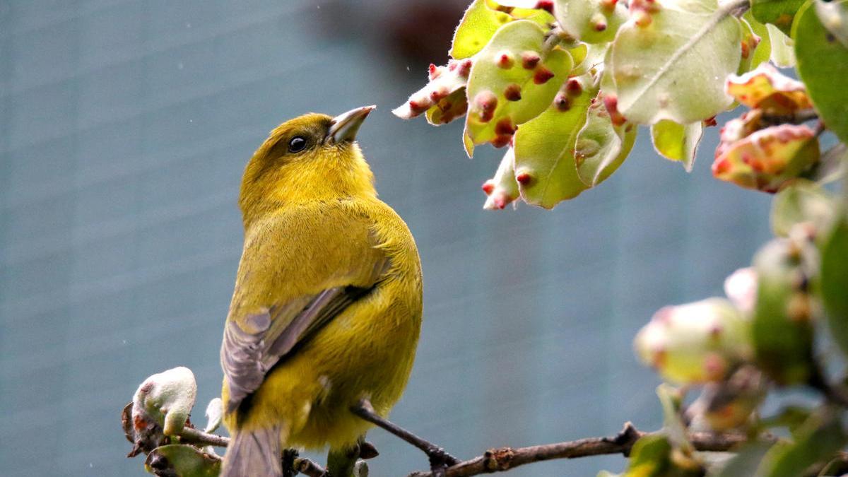 Un ejemplar de akeke'e, ave afectada por la gripe aviar en Hawái