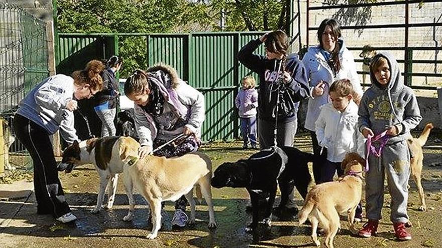 Ruta canina de la luna llena, el 17, a favor de los animales de la perrera