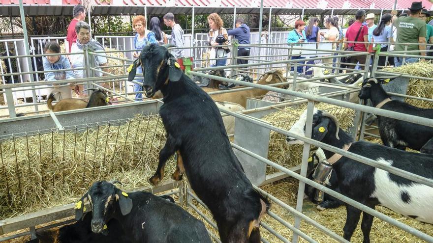 Feria de Ganado de Gran Canaria