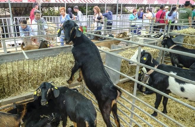 Feria de Ganado de Gran Canaria