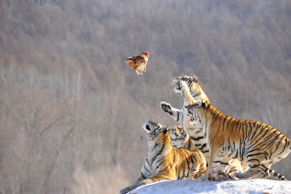 Un tigre siberiano trata de atrapar una presa en el santuario de tigres siberianos de Mudanjiang, en China.